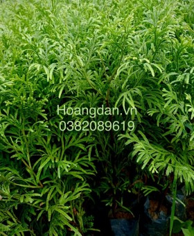 Cây giống Bách Xanh