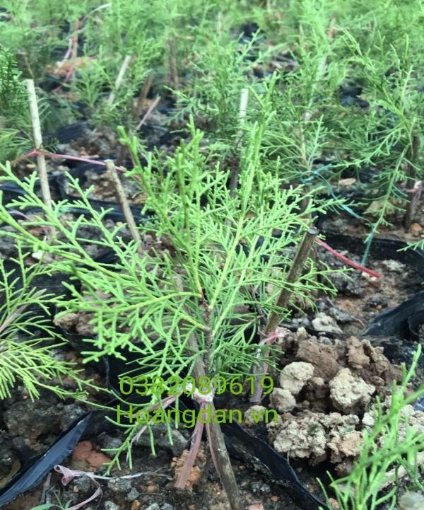 Cây giống cành Hoàng Đàn 20cm