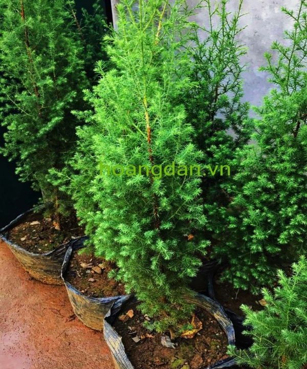 Cây giống hạt Hoàng Đàn 50-60cm